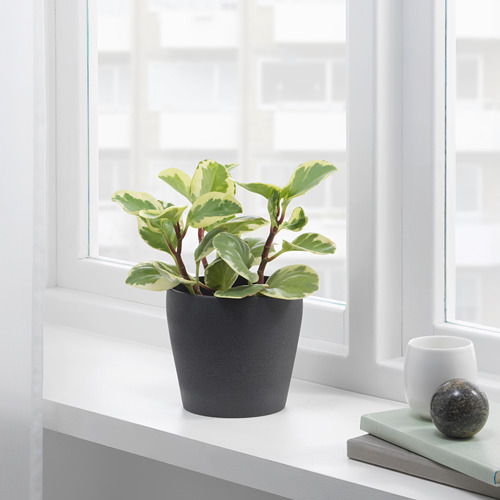 Una planta en maceta en un contenedor negro se encuentra en el alféizar de una ventana, proporcionando vegetación y mejorando la decoración del hogar.