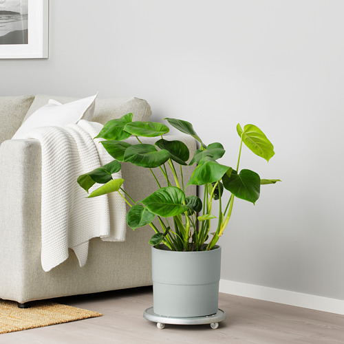 Sala de estar moderna con gran planta verde en maceta NYPON azul junto a sofá acolchado.