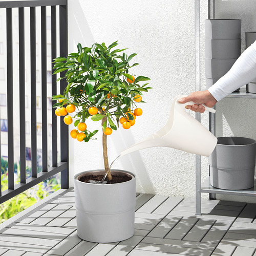 La persona riega un árbol de cítricos en maceta en el balcón con una regadera blanca de ikea. El árbol tiene frutos, las macetas son de color gris moderno.