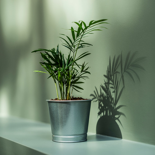 Dos plantas en macetas, una plateada, sombras en la pared.
