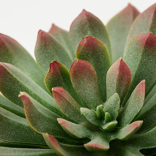 FEJKA, artificial potted plant, set of 3. 2 of 4 open dialog