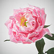See image GULDSPETT 2 of 4