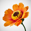See image GULDSPETT 2 of 4