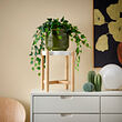 See image SATSUMAS 2 of 4
