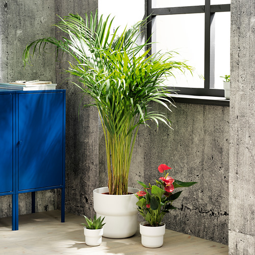 Habitación moderna con armario azul, gran planta verde, pequeñas flores rojas/verdes.