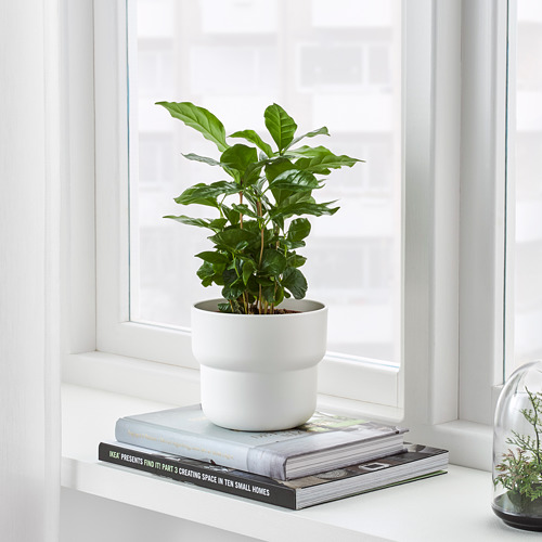 Planta por ventana