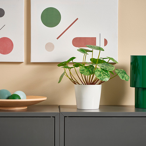 Pequeña planta artificial blanca FEJKA se encuentra en un gabinete gris, rodeada de elementos decorativos.