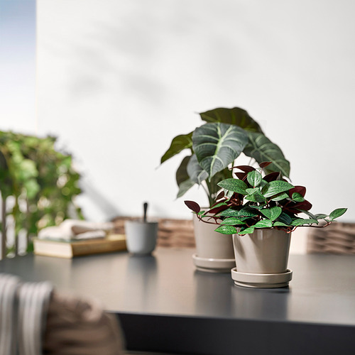 Decoración de mesa moderna con pequeñas plantas en macetas FEJKA. Macetas blancas, hojas verdes, cerca de una taza y libros. Compacto y elegante.