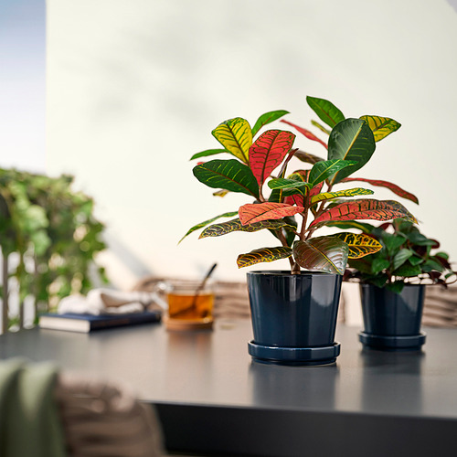 Dos coloridas plantas en macetas FEJKA sobre la mesa entre libros, tazas y otras plantas.