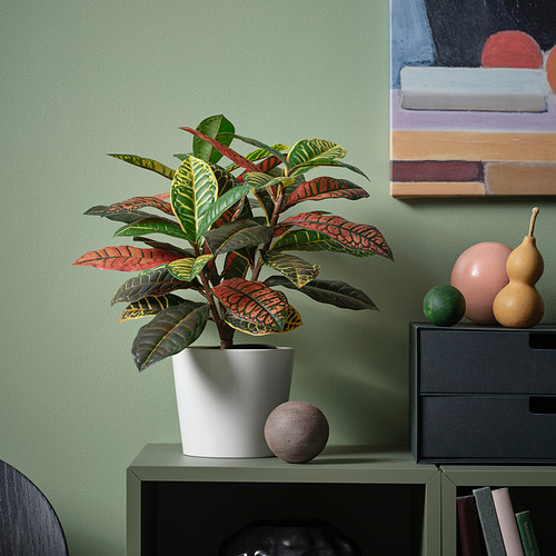 Planta en maceta escamosa, diseño frondoso colorido, pequeña en comparación con los cajones.