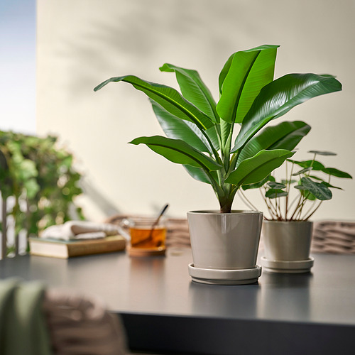Planta en maceta de interior, FEJKA verde, sobre la mesa entre libros y tazas.