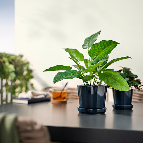 Planta gris en maceta sobre escritorio con hojas, libros, taza.