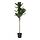 Selecciona variación de color: Ficus lira