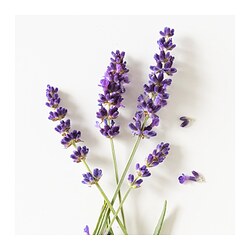 HÄRMHÖK bolsita de lavanda