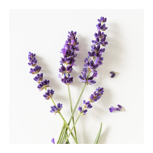 HÄRMHÖK, bolsita de lavanda. 4 de 5 abrir diálogo