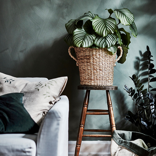 Cesta TÖRNBÄR de fibra de plátano con planta en taburete, contra pared verde.
