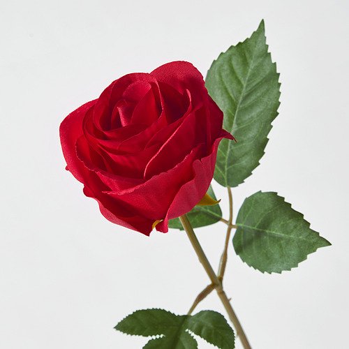 Una sola rosa roja vibrante con hojas verdes, tallo y textura realista, por sí sola.