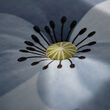 See image ALPTALL 6 of 8