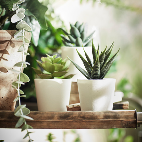 Estante de madera con tres plantas en macetas: hojas largas, hojas puntiagudas y rosetas.