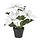 Selecciona variación de color: interior/exterior euphorbia pulcherrima/blanco
