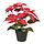 Variación actual: interior/exterior euphorbia pulcherrima/rojo