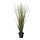 Current variation: Grass
