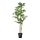 Select colour variation: Weeping fig