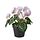 Current variation: indoor/outdoor Alpine violet/light pink