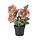 Current variation: indoor/outdoor Christmas rose/pink