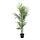 Current variation: Kentia palm