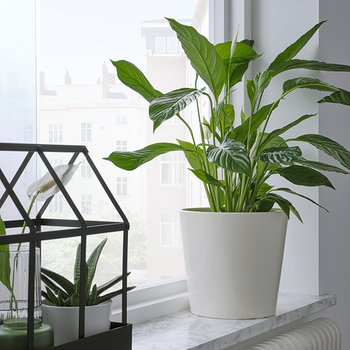 Ventana con planta verde, planta de serpiente, decoración moderna.