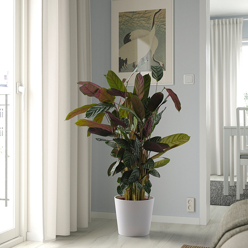 Planta de interior, arte abstracto, cortinas de luz.