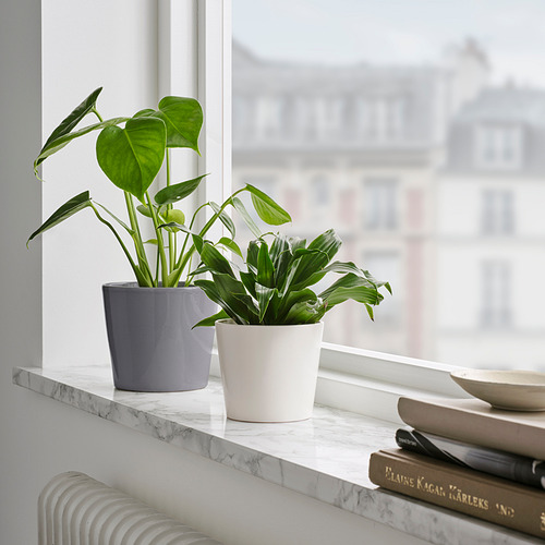 Dos plantas en macetas sobre un alféizar de mármol, una en gris, la otra en blanco, con libros y un cuenco.