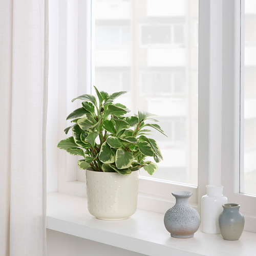 Small potted plant on shelf by window, accompanied by three decorative vases.
