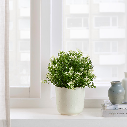 Planta en maceta junto a la ventana.