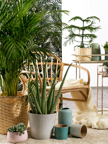 Acogedora escena interior con muebles de mimbre, varias plantas verdes y coloridas macetas de cerámica. Los cojines y mantas dispersos mejoran la comodidad.