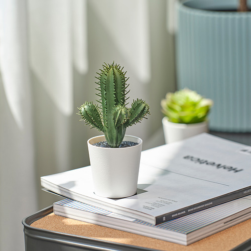 Cactus en maceta
