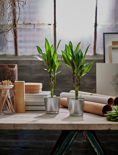 BINTJE, plant pot. 2 of 7 open dialog