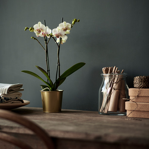 Una elegante maceta de latón dorado con una orquídea blanca se encuentra sobre una mesa de madera. A su lado, un frasco de vidrio contiene papel enrollado. Pared de color gris oscuro.