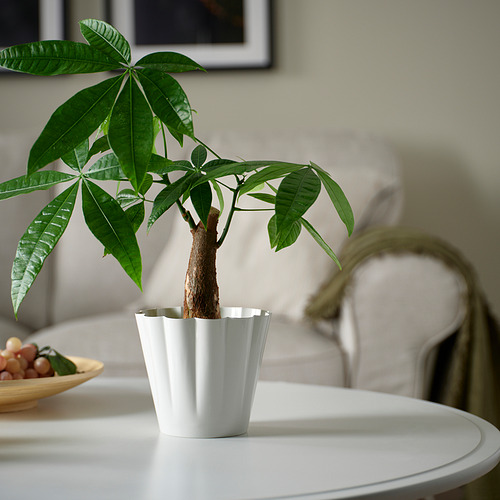 KVASTSPIREA, plant pot. 2 of 3 open dialog