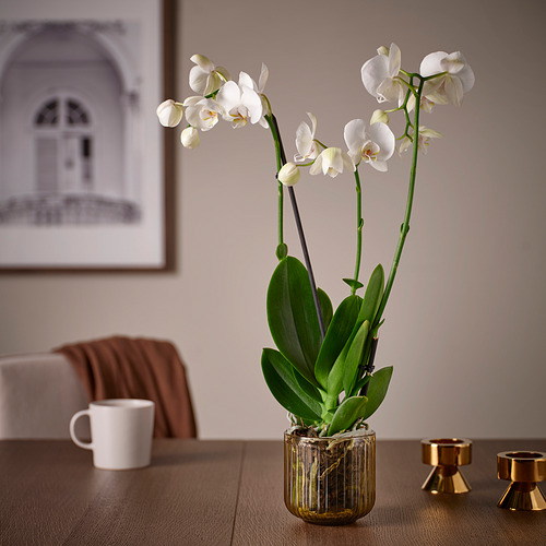 GRADVIS, plant pot. 2 of 4 open dialog