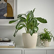 See image PERSILLADE 3 of 4