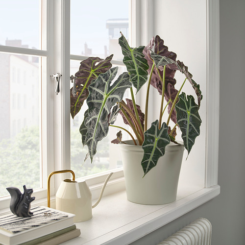 Planta, libros, regadera, ardilla