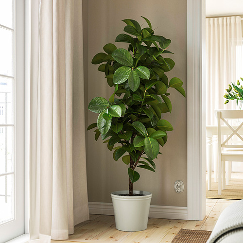 Planta por ventana