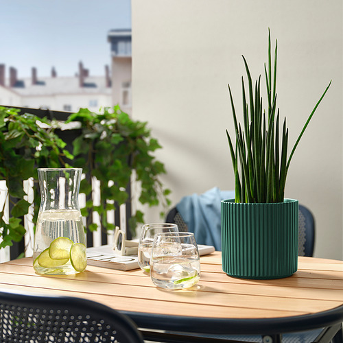 Planta verde, vasos, lima en el balcón.