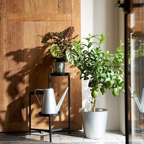 Plantas en macetas junto a la pared de madera, con una gran regadera ÅKERBÄR en soporte.