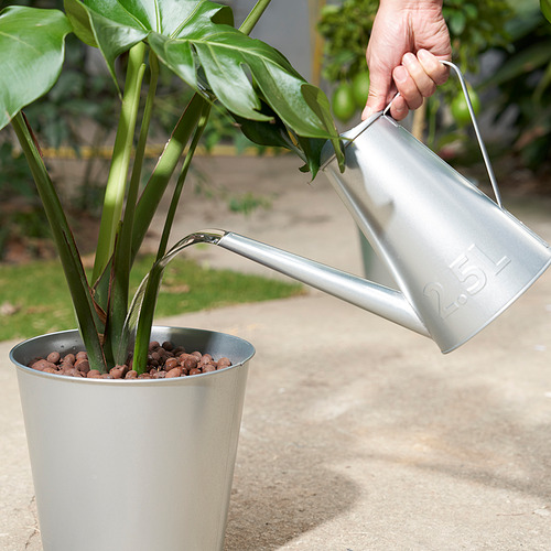 La lata de riego vierte agua en la planta en maceta, mostrando el cuidado de la planta.