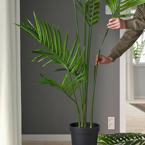 Poda de planta en maceta.