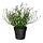 Select colour variation: Baby’s breath white