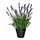 Variación actual: Lavanda lila